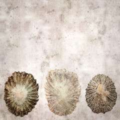 stylish textured old paper background with limpet shells
