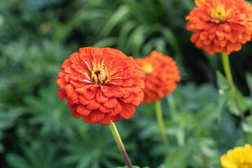 Red Dahlias blooming in the summer garden. close up of red dahlia flower