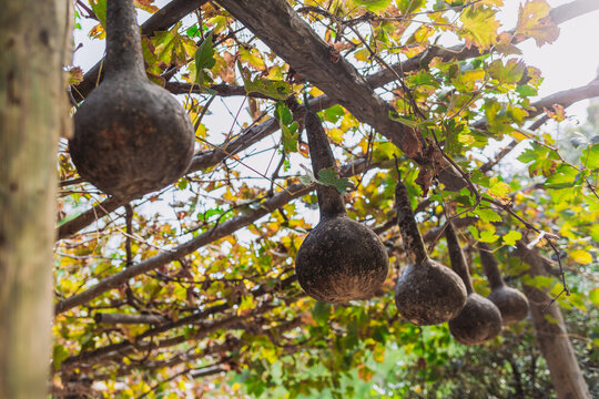 Details of sunny autumn garden in countryside in turkey