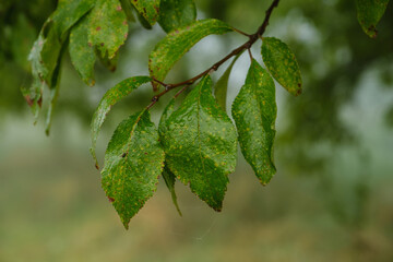 Grüne feuchte Blätter (mit kleinen Tautropfen / Wassertropfen) an einem Baum bei herbstlichen...