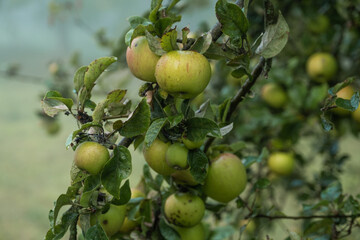 An den Zweigen eines Apfelbaums wachsen reife grüne Äpfel - dahinter Herbstnebel