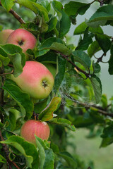 Frische saftige Bio-Äpfel wachsen an einem Apfelbaum Im Herbst (Hochformat)