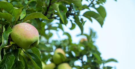 Frischer reifer Bio-Apfel an einem Apfelbaum im Nebel im Herbst