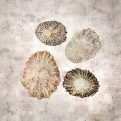 stylish textured old paper background with limpet shells
