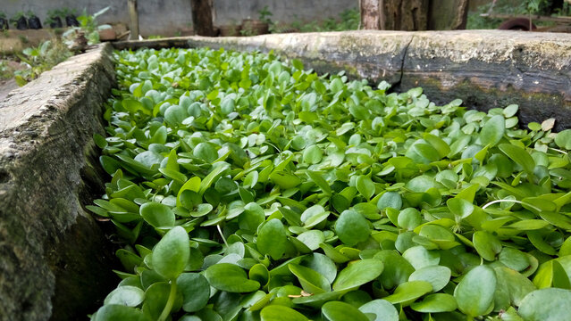 Group of aquatic floating plants named amazon frog-bit