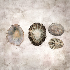 stylish textured old paper background with limpet shells
