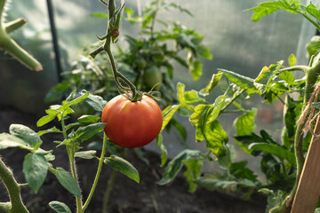 Tomatoes plants grow at a greenhouse close-up. Large red tomato grows on a branch in a hothouse. Gardening. Organic Vegetables. Agriculture