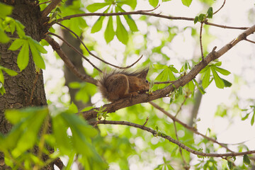 Portrait of cute small wild brown squirrel sitting and eating food on tree branch in spring park