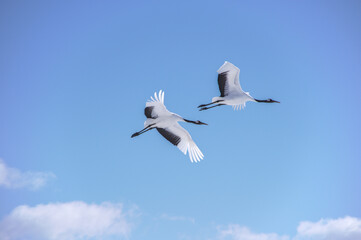 青空を飛ぶ二羽のタンチョウ。美しい姿の絶滅危惧種であり北海道に生息する日本の天然記念物。