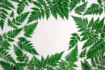 Green fern leaves on light grey background. Plant pattern with copy space. Natural spring mockup. Fern branches frame. Creative flat lay, top view.