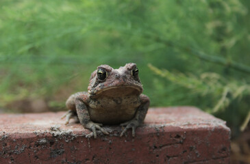 Texas Toad Anaxyrus speciosus in Organic Garden