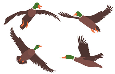 ducks set flat design on white background isolated, vector