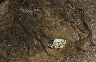 Top view color stock photography of big yellow seashell laying under transparent sea water on stony and sandy texture of marine bottom. Abstract natural background