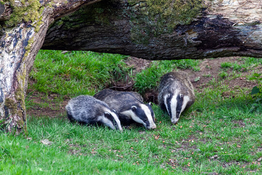 Badger sow and cubs animal family feeding in a woodland forest, stock photo image