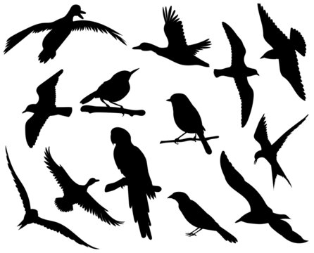 birds flying silhouette set ,on white background, vector