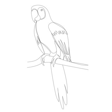 recommend clip art: big parrot one line drawing ,vector, isolated