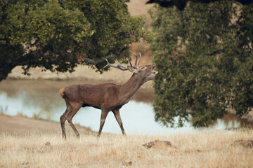 Large male cirrus screaming during mating season