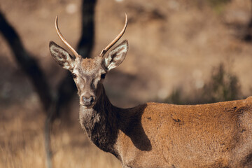 Close up of Portrait of a young male deer