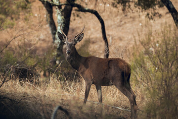 Photography of young male deer