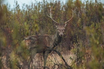 Large male cirrus strolling in the Mediterranean forest.