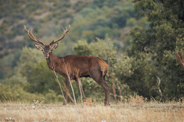 Large male cirrus strolling in the Mediterranean forest.