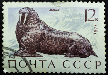 Postage stamp 'Walrus' printed in USSR. Series: 'Mammals - inhabitants of the seas and oceans' by...