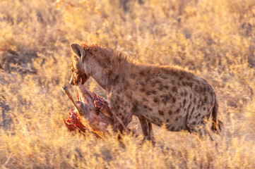Close-up of a spotted Hyena - Crocuta crocuta- with a prey, seen during the golden hour of sunset in Etosha national Park, Namibia.