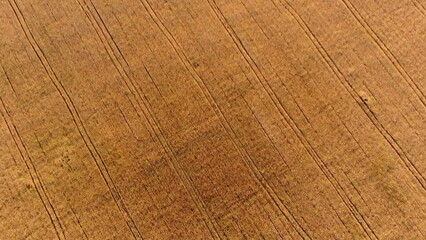 Flying over field of yellow ripe wheat, dawn sunset. Natural background. Rural countryside scenery. Agricultural landscape. Aerial drone view flight over ears of wheat grains. Ripe harvest. Top view