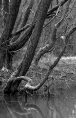 Branches protrude from a tree