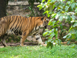 Picture of a tiger, panthera tigris