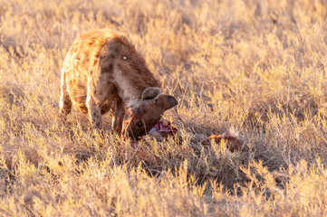 Close-up of a spotted Hyena - Crocuta crocuta- with a prey, seen during the golden hour of sunset...