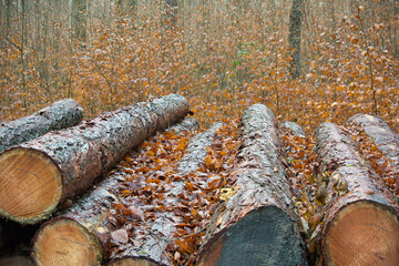Herbstlaub auf Baumstämmen