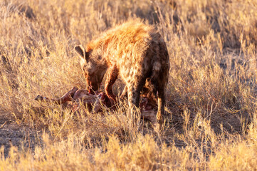 Close-up of a spotted Hyena - Crocuta crocuta- with a prey, seen during the golden hour of sunset...