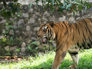 Fototapeta na wymiar Picture of a tiger, panthera tigris
