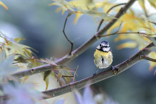 M&eacute;sange bleue sur un &eacute;rable du Japon, Cyanistes caeruleus - Eurasian Blue Tit