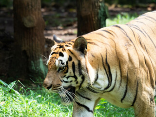 Picture of a tiger, panthera tigris