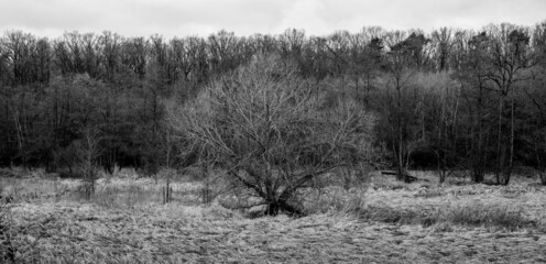 Trees in the midst of an autumnal meadow landscape