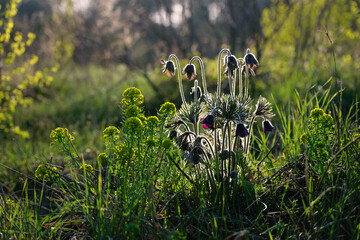 Pulsatilla patens. Pulsatilla easter flower on the meadow. Pulsatilla pratensis blooming. fluffy...