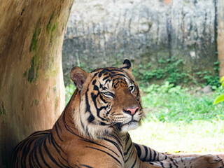 Fototapeta na wymiar Picture of a tiger, panthera tigris