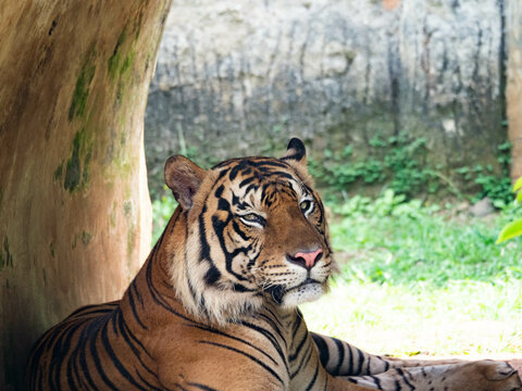 Picture of a tiger, panthera tigris
