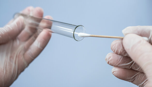 Glass test tube and cotton swab in the hands of a scientist. A virologist in rubber disposable gloves holds a laboratory flask and for analysis. He took a smear sample for a coronavirus test.