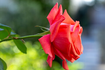 Beautiful coral hybrid tea rose flower on a blurred background.