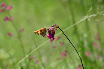 butterfly Vanessa Cardui, sitting on a wildflower Viscaria vulgaris. pink meadow flower, beautiful...