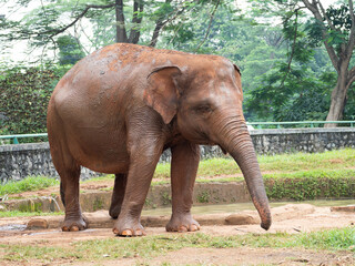 Fototapeta na wymiar Picture of elephants on a zoo