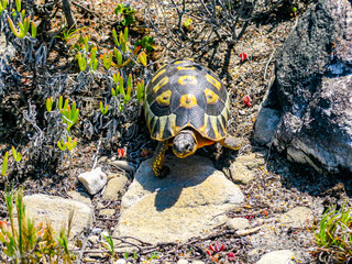 An Angulate Tortoise slowly making its way through the fynbos vegetation of South Africa's Eastern Cape near Hermanus.