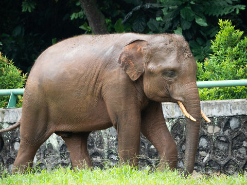 Picture of elephants on a zoo