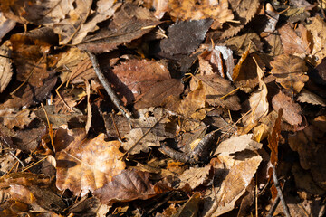 Pile of brown and orange autumn leaves on the ground