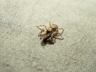 Close up shoot of a jumping spider