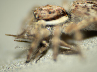 Close up shoot of a jumping spider