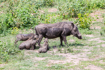 Three Warthog hoglets suckling from their mother as she feeds in the Waterberg Region of South...